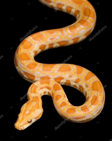 Baby Albino Burmese Python