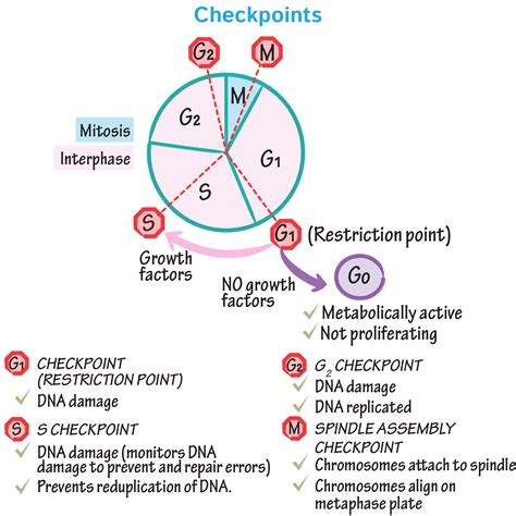 Cell Biology Glossary Cell Cycle Control Draw It To Know It