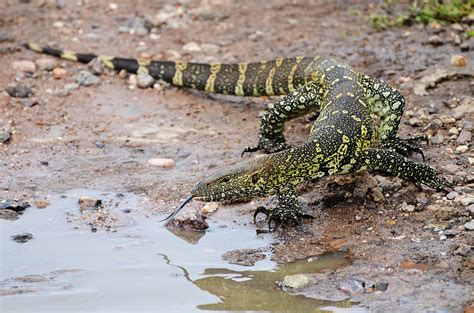 The Nile Monitor Lizard Showing The Photograph By Volanthevist Pixels