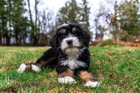 15 Bernedoodle Colors And Coat Patterns Explained