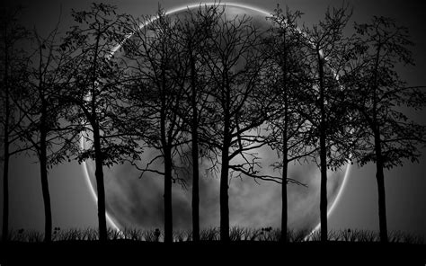 Download Free Black And White Forest Wallpaper