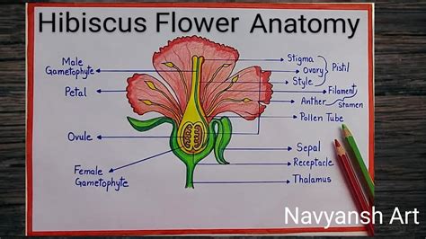 How To Draw Hibiscus Flower Anatomy Diagram L Draw And Label
