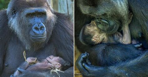 Incredible Photos Show Endangered Mother Gorilla Cradling Her Newborn