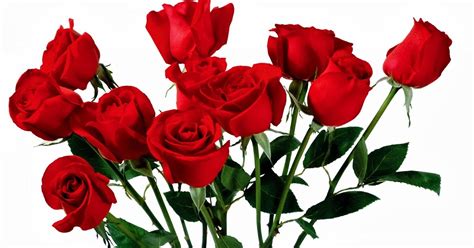 Fakta Fakta Unik Dan Menarik Tentang Bunga Mawar
