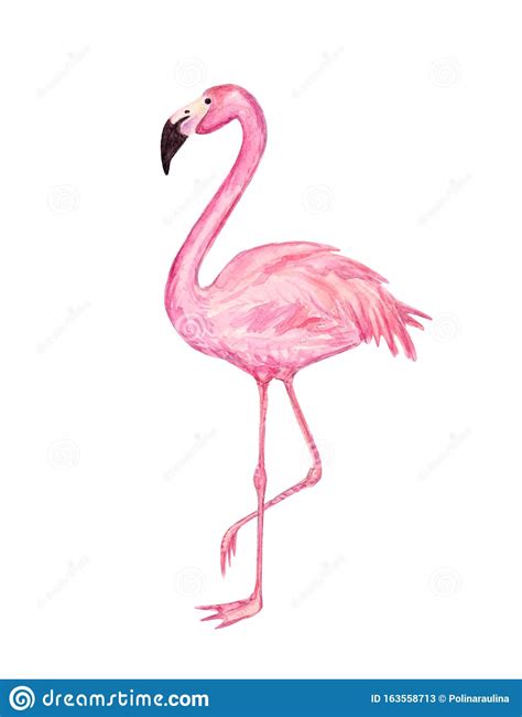 Pink Watercolor Flamingo Stock Image Illustration Of Brush 163558713