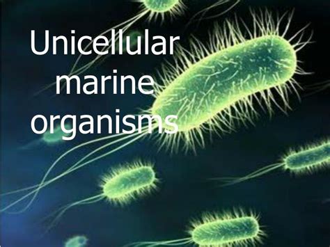 Konsep Penting What Are Unicellular Organisms Contoh Hewan