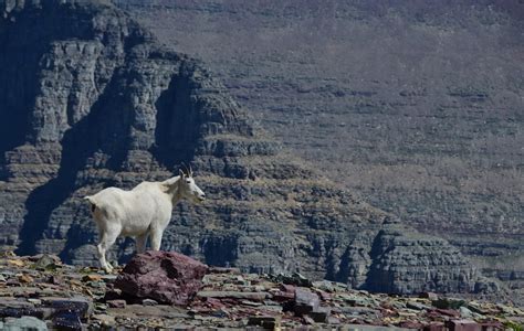 Mountain Goat Hidden Lake Pass Glacier National Park Montana