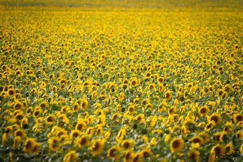 Tour De France 2012 Stage14 4 Tours Sunflower Photo Sunflower Fields