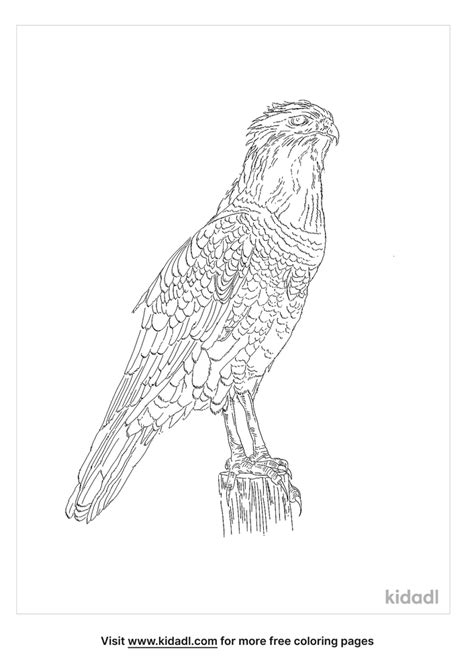 Long Legged Buzzard Coloring Page Free Birds Coloring Page Kidadl