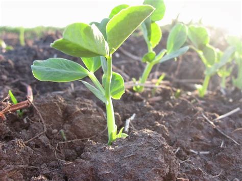 How To Grow Sugar Snap Peas Grow It Local