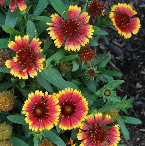 Pollinators provide pollination services to over 180,000 different plant species and more than 1200 crops. 34 best Desert Flowers images on Pinterest | Propagating ...
