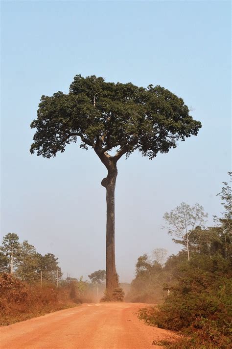 Estas São Algumas Das árvores Mais Estranhas E Icónicas Do Mundo Quantas Já Viu Ao Vivo