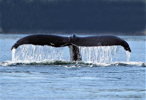Whale Tail Photograph By Dan Higgins