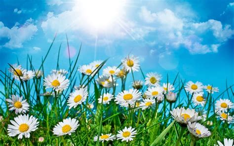 Download The Sky Grass Chamomile Flowers Field Nature The Sun