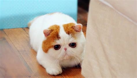 10 Cutest Cats In The World Worth Seeing Page 4