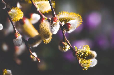 Willow Catkin Flowers Spring Grazing Greenhouse Plant Free Image