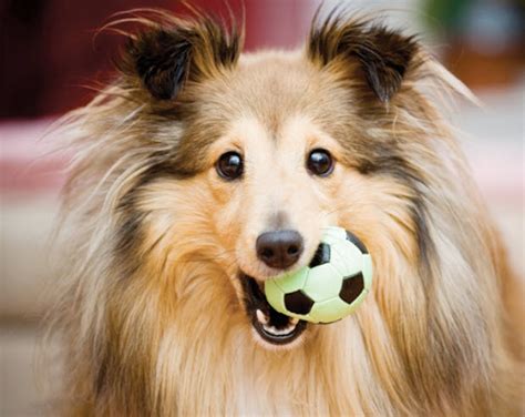 Learn About The Shetland Sheepdog Dog Breed From A Trusted