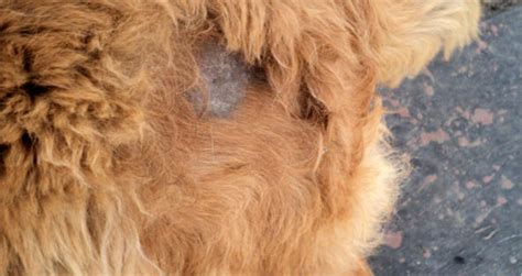 What Can Cause Bald Spots On Dogs