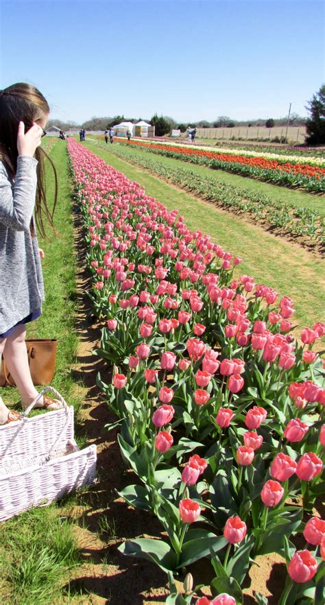 Pick Your Own Tulips In Dallas Tx From The Urben Life Dallas Travel