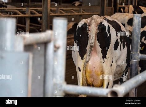 Udder Of Cow Dairy Cow Cattle Barn Stock Photo Alamy