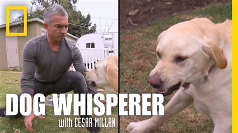 Dog Whisperer Showdown With Holly Youtube
