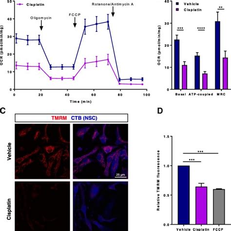 Cisplatin Induces NSC Mitochondrial Dysfunction Neuronal Stem Cells