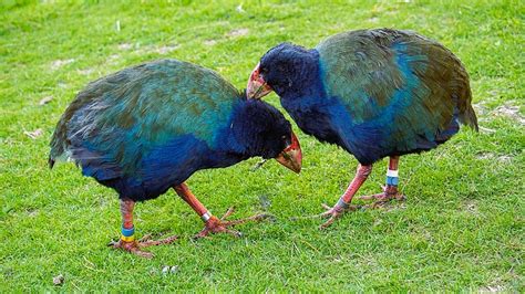 Large Prehistoric Flightless Bird Takahē Roams New Zealand Again After