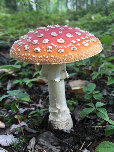 Amanita Mushroom Pictures All Mushroom Info