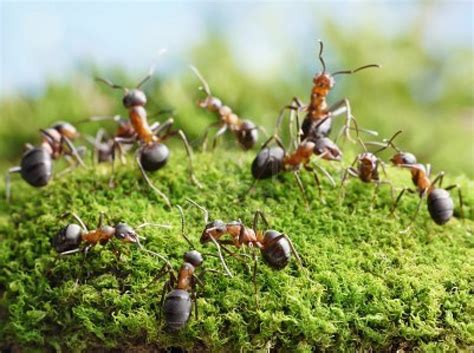 Here is how to deter ants from entering your home by using preventative measures and how to safely eliminate an ant problem. Lawn Problems 11 - Ants in Your Lawn? - Turf Growers