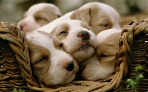 Activating Thoughts Cute Puppies