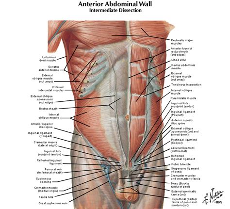 When you think of abs, what muscle do you typically think of? Duke Anatomy - Lab 5: Anterior Abdominal Body Wall ...