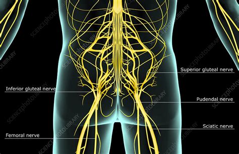 The Nerves Of The Lower Body Stock Image F0016563 Science Photo