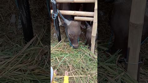 Sapi lucu - YouTube