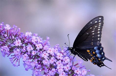 Wallpaper 1920x1267 Px Animals Butterfly Insect Macro Purple
