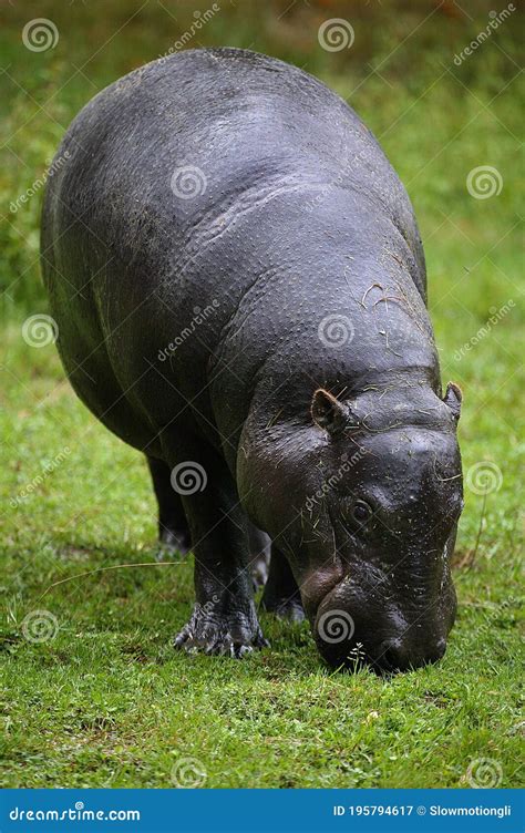 Pygmy Hippopotamus Choeropsis Liberiensis Adult Eating Grass Stock