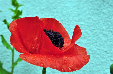 Free Images Flower Petal Red Garden Flora Close Up Coquelicot