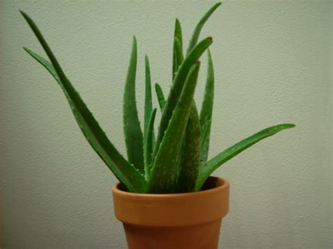 Aloe vera jelini yanıklar, sivilceler, uçuklar, sedef hastalığı ve cilt döküntüleri için kullanabilirsiniz. Vitamin Untuk Kulit Kering - Healthy is a Lifestyle