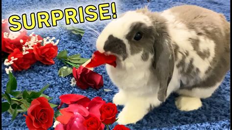 I Surprised My Rabbit On Valentines Day Rabbit Eating Rose Flowers