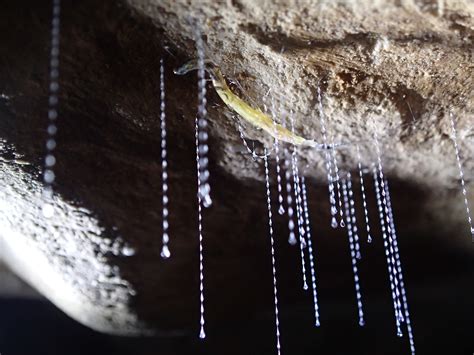 The Gross Ingredient That Glowworms Use To Make Sticky Snares Pbs