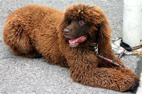 13 Cute Dog Breeds With Curly Hair