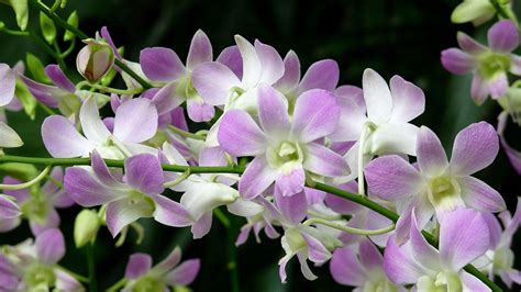 Orchid Flower Wallpapers Wallpaper Cave