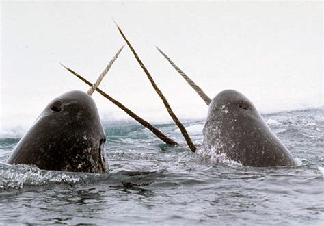 This 2 Tusked Narwhal With Probability Of 1 In 1000 Not As Rare But