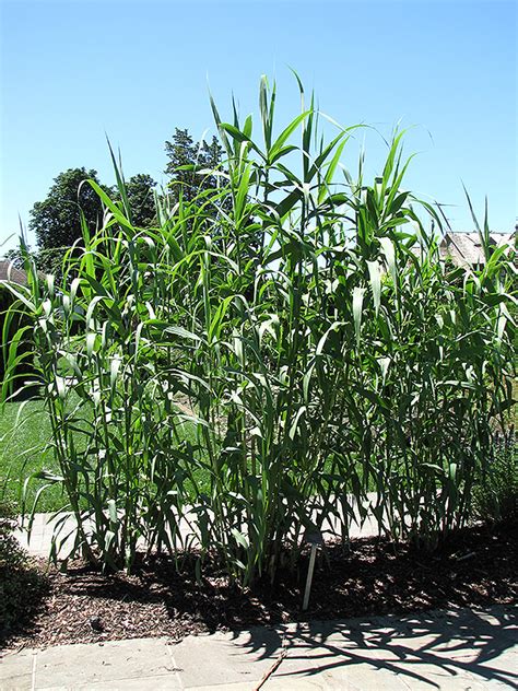 Giant Reed Grass Arundo Donax In Long Island Westbury Nassau County