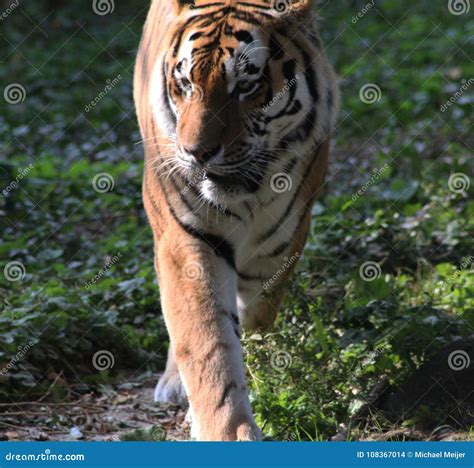 Siberian Tiger Panthera Tigris Altaica Stock Photo Image Of