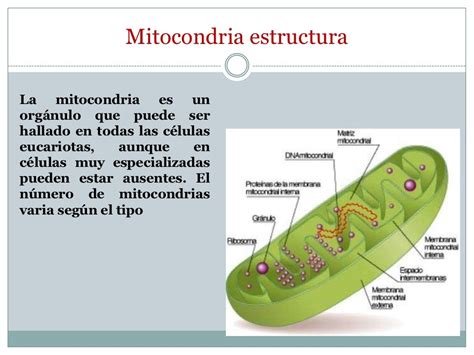 Que Son Las Mitocondrias Y Sus Funciones