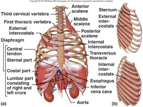 Diagram of ribs and organs pic of organ in rib cage ribs and internal organ diagram. Human Anatomy Rib Cage Organs . Human Anatomy Rib Cage ...