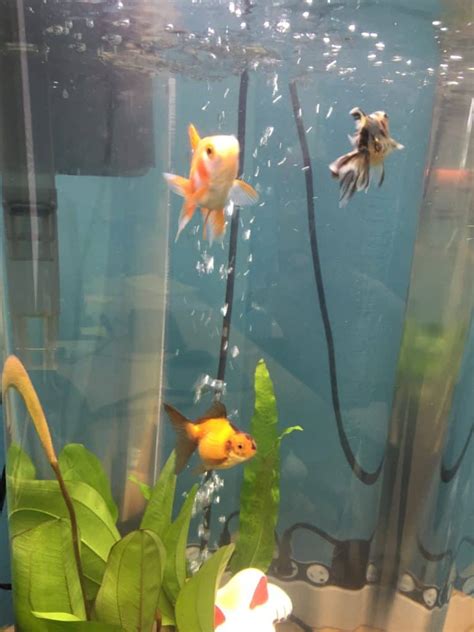 How To Breed Goldfish Successfully Fish Vet