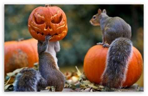 Halloween Squirrels 4k Hd Desktop Wallpaper For 4k Ultra