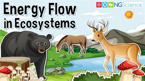 Energy Flow In Ecosystems Youtube