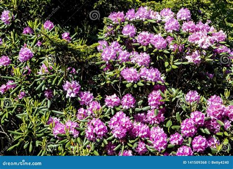 Close Up Purple Rhododendron Blooming In Late June Stock Photo Image
